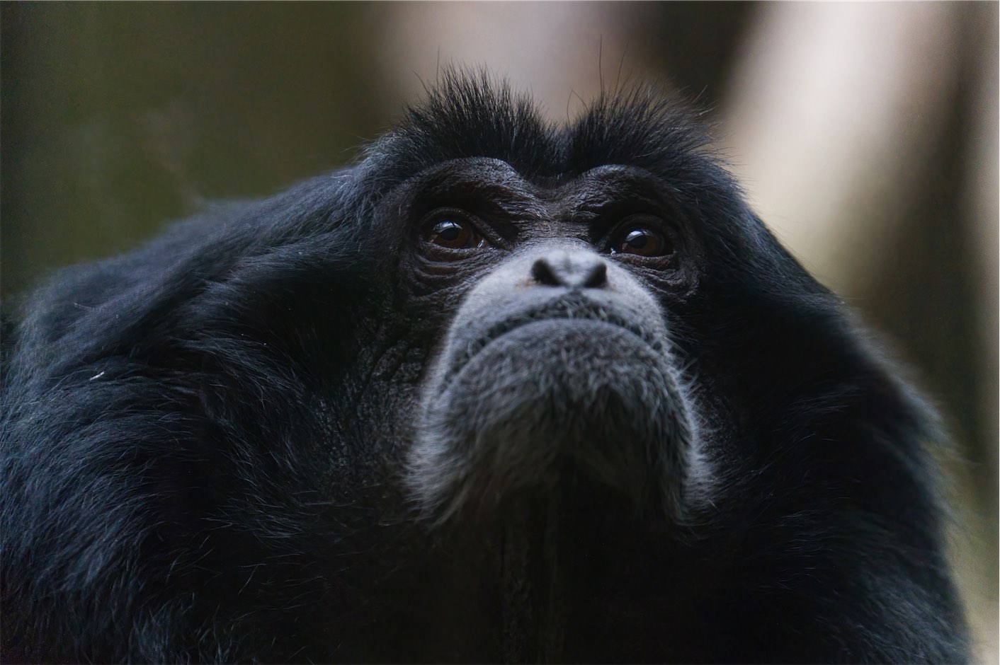 Siamang 0320